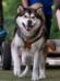 German Champion VDH Living in Woods Aponowi