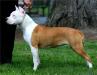 UKC CH Chavez -Sierra's Second Chance Kymani