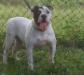 Selva Bully's Kiara