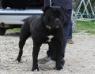 Bomberbulls Black Jack