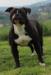 Bomberbulls Ozzy of Zecca