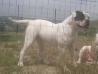Bomberbulls Susy of Newborn Bullies