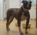 Stondal's Bull Wrinkle of CCK