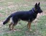 Shadow Von Der Solution