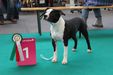 From gladiatordogs shadow worrior