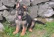 Wilson de Valdellera