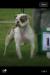 Easterby's Biggie Bertha Bull