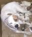 Tsavu Kennels Joker of Obeda