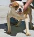 Coehlo's Kennel Jane Doe of Obeda