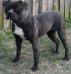 CH Bull City Kennel's Delilah of Konfederate Kennels