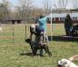 Bull City Kennel's  Anakin Skywalker of KK