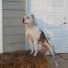 Bull City Kennel's Minny Ripperton
