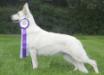 UKC GR CH Bahr-s Royal Tequila Sunrise