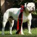 JR. CH. / Dual CHAMPION Chasteen's Far Beyond Driven aka Pantera PH .34 .32