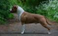 <span style="color: darkred">CH. JCH.</span> I'm The Real Deal From Nature's Finest