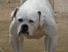 arke bull's tosca