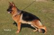 Jack vd Luisenthal