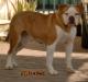 Trinabull Red Anouk