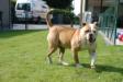  bull-exclusive's roxy