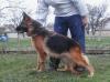Aska Dell Dinaro Lupo