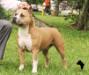 Amstaff Camarilha Bantim Blue Fasa