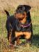 Fiona Zara Cro rott