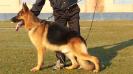 SG1-2012 KOLKATA GSD Caesar von der Schanzlache