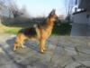 Qara von Johnnie Hof