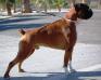 CHJ.PT. CHJ.GIB Aquiles ( de boxer de korÉ) LOE  2031699