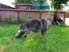 Tina turner dei grandi fiumi