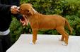 Zaliamstaff Runaway Baby