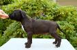 Zaliamstaff Ring Leader
