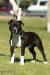 Zaliamstaff Bound For Glory