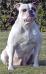  BuffaloCreek's Terra of Leist's(AmericanBulldog)