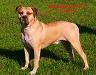  BuffaloCreek's Krissy(Bully AB/Sorrell pitbull/Standred AB)