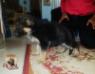 Amor vom royal kennel