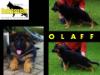 Olaff Belahausen