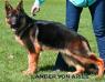 Lander Von Aries