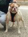 BandM's Bull Demon King of Bomberbulls