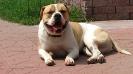 masterbully's Da strike aka Taz