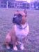 Irgen Gold Vagner Love
