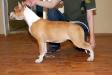 Irgen Gold Victoria Bakham