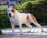 Irgen Gold Tseron