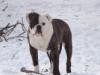 Buretta's Sitting Bull (aka Pork Chop)