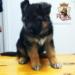 Bella vom royal kennel