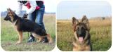 De Orse Mak Flai Evrika