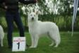 Prince fan Cosmo`s Noflik Stee