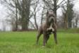Noble Heart Gipsy Baby