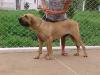  Hercules do alto quatis