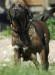  hyena of red and brindle